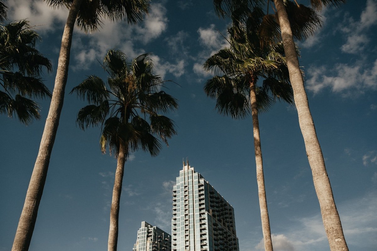 Palm trees along Tampa’s waterfront beneath the city skyline
